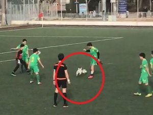 Sahaya Giren Köpek Topu Bırakmadı