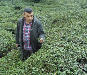 Gübredeki Zamlar Çay Üreticisini Endişelendiriyor