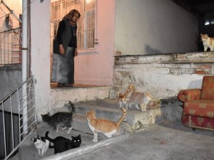 80 Kediye Annelik Yapıyor