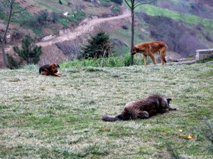 Trabzon’da Bir Mahallenin Başı Köpeklerle Dertte
