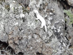 Tunceli’nin Ardından Gümüşhane’de Ortaya Çıktı
