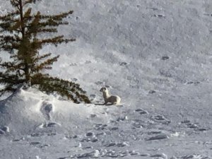 Nesli Tükenen Beyaz Gelincik Bitlis’te Görüntülendi