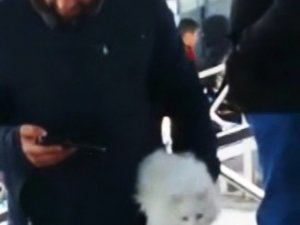 Sahibine Ulaşmak İsteyen Kedi Sahaya Girdi