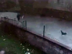 Horozla Çocuk Arasında Güldüren Kovalamaca