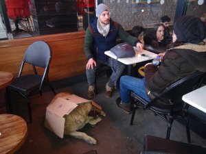 Kartonu Isıtıp Köpeğin Üstüne Örttü