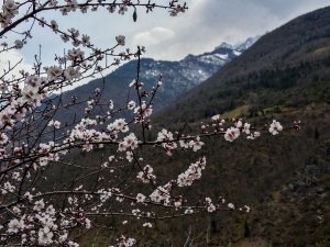 Gümüşhane’de Badem Ağaçları Çiçek Açtı