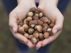 Ferrero Fındık’tan Türkiye’ye 150 Milyon Tl Yatırım
