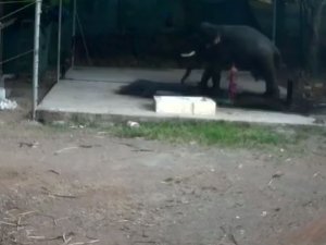 Filin Altında Kalan Bakıcı Kurtarılamadı
