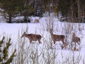 Kızıl Geyikler Giresun Kırsalına Uyum Sağladı