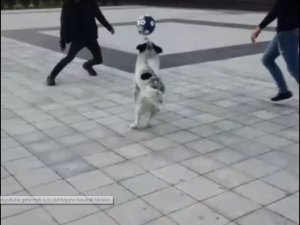 Futbolcu Köpeği Gören Telefona Sarıldı