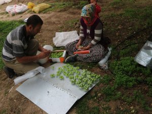 Eğitim Tanesi Dalında 10 Lira
