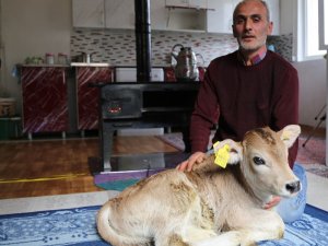 Kışın Doğan Buzağıları Evinde Besliyor