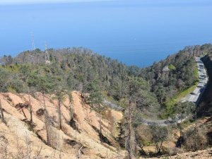 2 Yıl Önce Çıkan Yangında Zarar Gören Çamburnu’ndaki Sarıçam Ormanı’na Yaklaşık 29 Bin Yeni Sarıçam Fidanı Dikildi