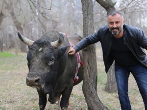 Boğalarla Dans Eden Adam