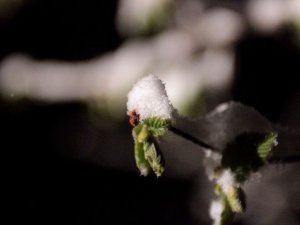 Yeşillenen Fındık Dallarının Üzerine Yağan Kar Ve Soğuk Hava Üreticiyi Tedirgin Ediyor
