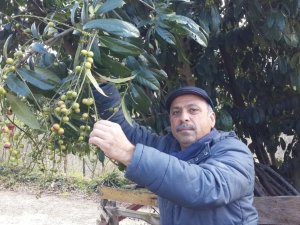 Karayemişler Meyve Verdi