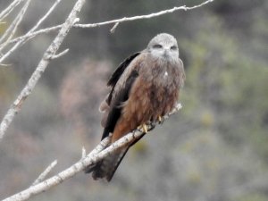 Bir Anda Gökyüzünü Sardılar, Gümüşhane’de İlk Kez Görüntülendiler
