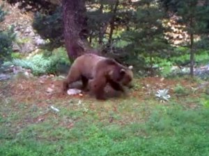 Bolu’da, Doğal Yaşam Fotokapanlarla Görüntülendi