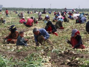 Turfanda Soğan Fiyatları Düşürecek