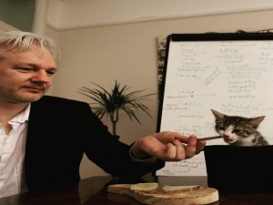 Assange’ın Avukatı Açıkladı: “Kedi James Kurtarıldı Ve İyi”