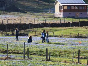 Mavi Yıldız Çiçekleri’nin Açtığını Duyanlar O Yaylaya Akın Etti