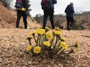 Gümüşhaneli Dağcılardan Kelkit’te Bahar Yürüyüşü