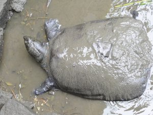 Son 4 Yangtze Kaplumbağasından Biri Öldü
