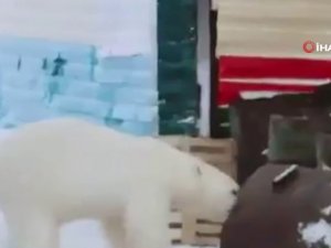 Rusya’da Aç Kalan Ayı Şehre İndi