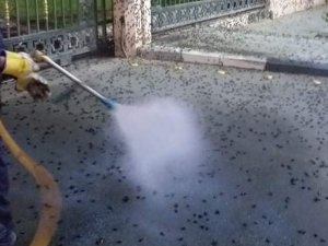 Medine’yi Çekirgeler Bastı