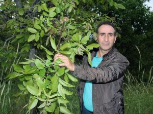 Geç Uyanan Ceviz Ağaçları Dondan Etkilenmedi