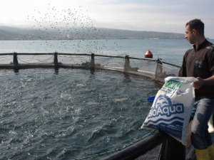 Türkiye’de Son 10 Yılda Denizlerde Avlanan Balık Miktarı Azalırken, İç Sularda Ve Denizlerde Yetiştirilen Kültür Balığı Arttı