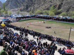 Derekapı Boğa Güreşleri Nefes Kesti