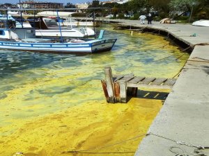 Ayvalık’ta Deniz Üzerindeki Sarı Tabaka Şaşırttı