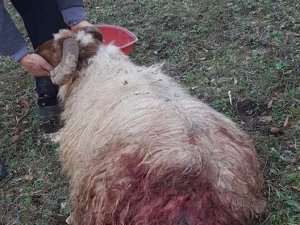 Ahıra Giren Aç Ayı Koyunlara Saldırdı