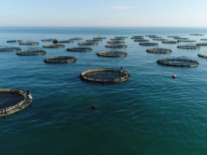 Trabzon Su Ürünleri İhracatında Yıllık 100 Milyon Doları Hedefliyor