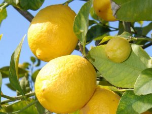 Nisan Ayının Zam Şampiyonu Limon Oldu