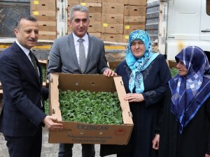 Gümüşhane’de Çiftçilere 145 Bin Adet Domates Ve Salatalık Fidesi Dağıtıldı