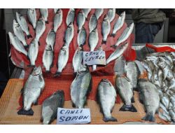 Karadeniz'de Balık Tükenince Çare Çiftlik Balığı Oldu