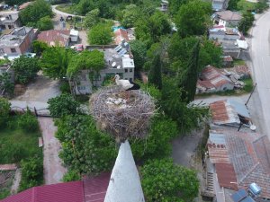 40 Yıldır Aynı Caminin Minaresine Yuva Yapıyorlar