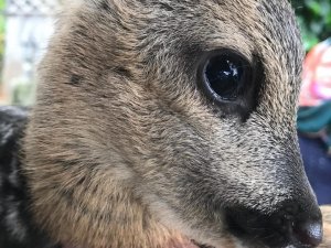 Trabzon’da, Bulunan Yavru Karaca Koruma Altına Alındı