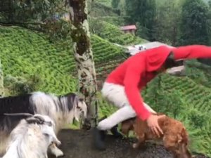 Kıskanç Keçi Sahibini Yamaçtan Aşağıya Düşürdü