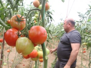 Domates Fiyatları Uzun Aradan Sonra Üreticisini Güldürdü