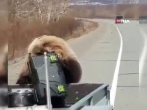 Kamyonet Kasasından Alet Çantası Çalan Ayı !