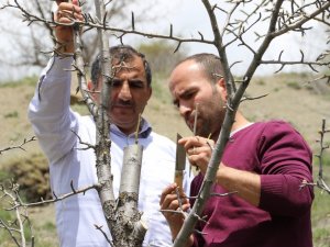 Gümüşhane’de Yaban Hayatı İçin Meyve Fidanı Aşılanıyor