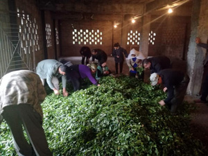 İlk 4 Günde Bin Tondan Fazla Çay Alan ÇAYKUR'dan Üreticiye Uyarı
