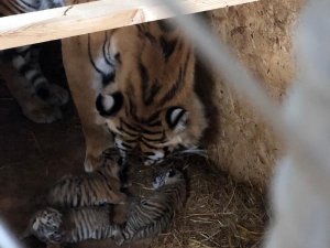 Aslanpark’taki Bengal Kaplanı Üç Yavru Dünyaya Getirdi