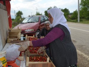 Bursa Çileği’nde İlk Hasat Başladı