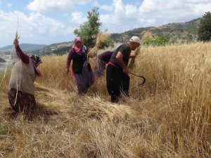 Türkiye’nin İlk Buğday Hasadı Antalya’dan