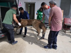Bilecik’te Aracın Çarptığı Ayı Tedavi Altına Alındı