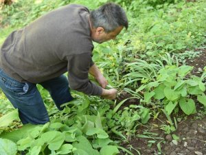 İlaç Sanayinin Gözdesi Kardelen Soğanı Artvin’de Sökülmeye Başlandı